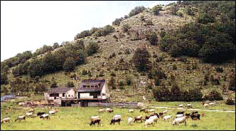 Mandrie al pascolo nel Parco Nazionale del Pollino.